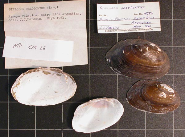 specimen