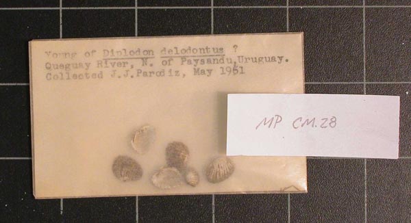 specimen