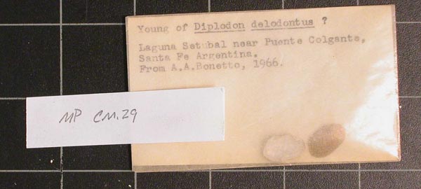 specimen