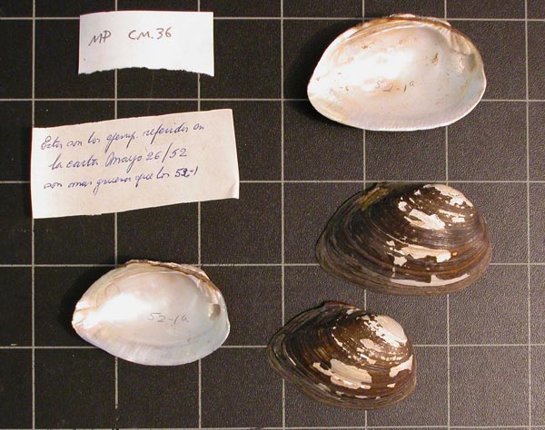 specimen