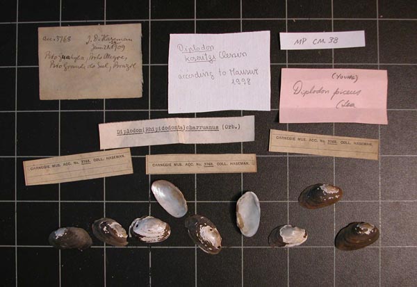 specimen