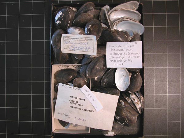 image of lot CM_MP_39 image of lot CM_MP_39