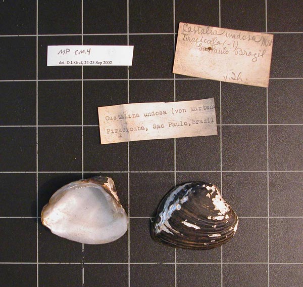 specimen