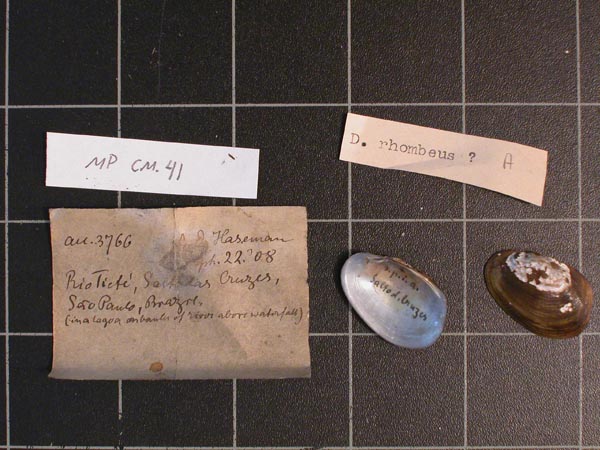 specimen
