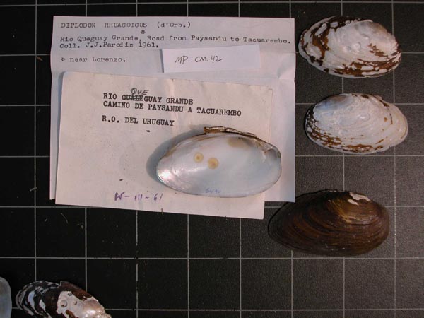 specimen
