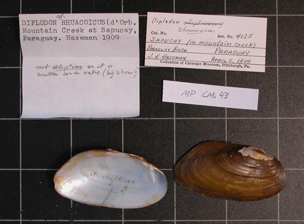 specimen