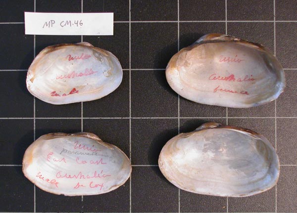 specimen