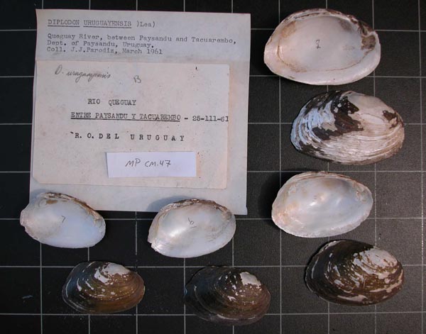 specimen