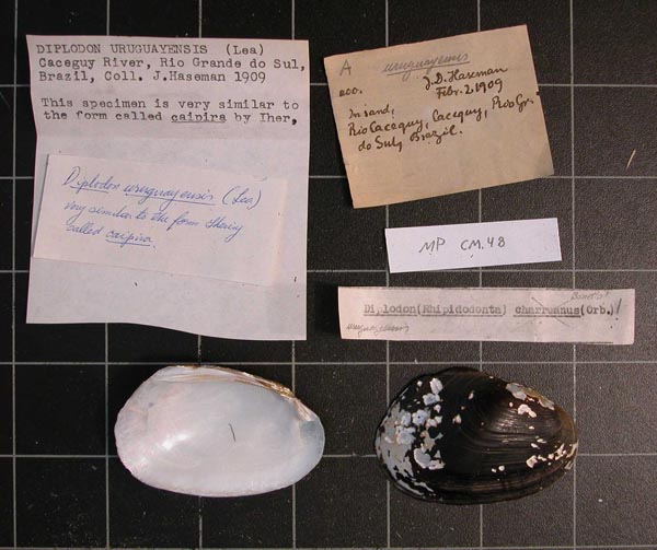 specimen