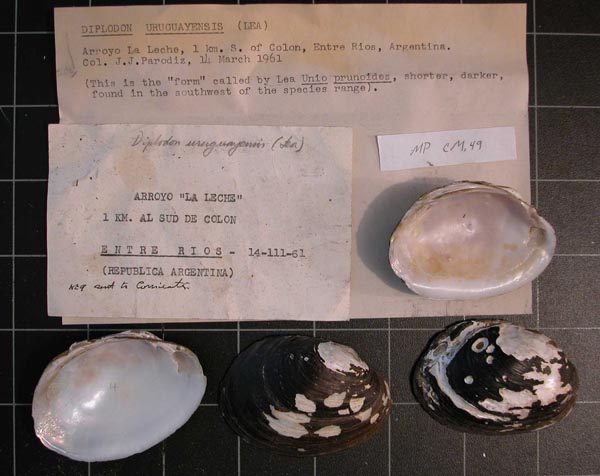 specimen