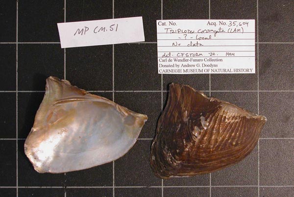 specimen