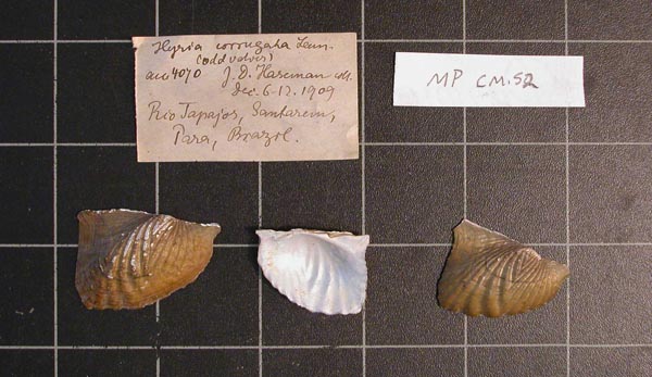 specimen