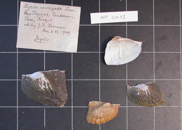 specimen