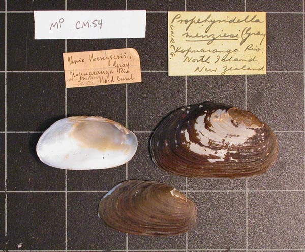 specimen