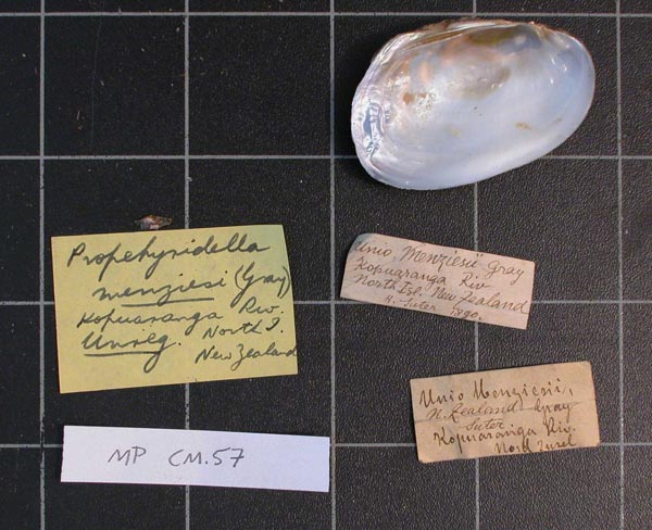 specimen