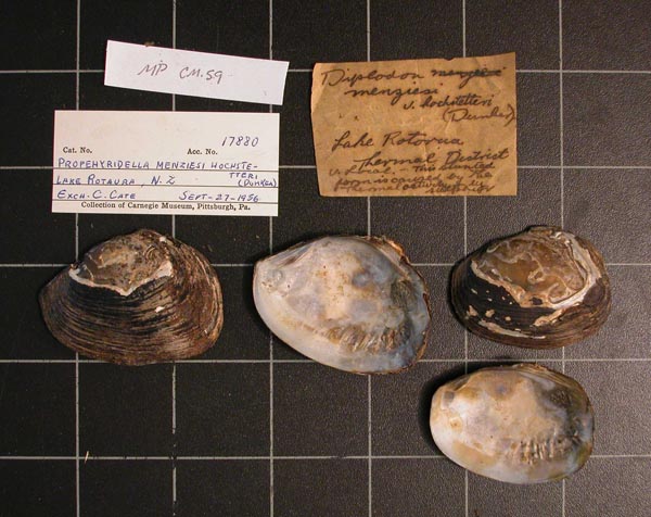 specimen