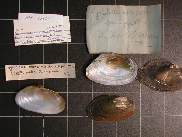 specimen