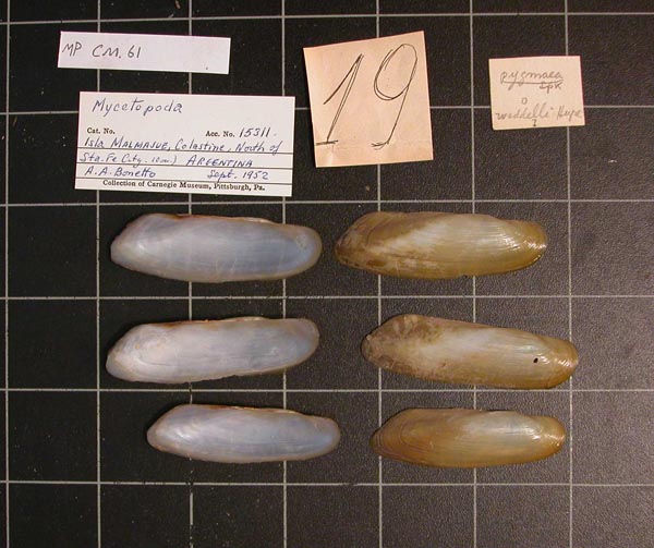 specimen