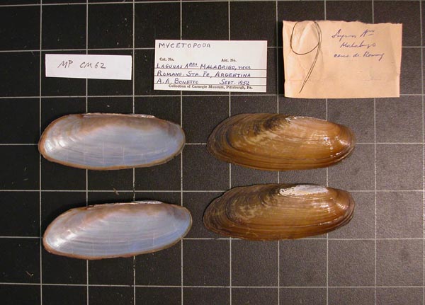 specimen
