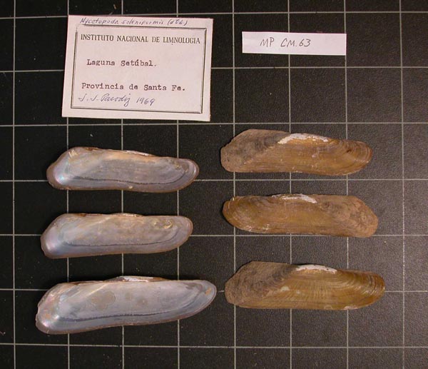 specimen