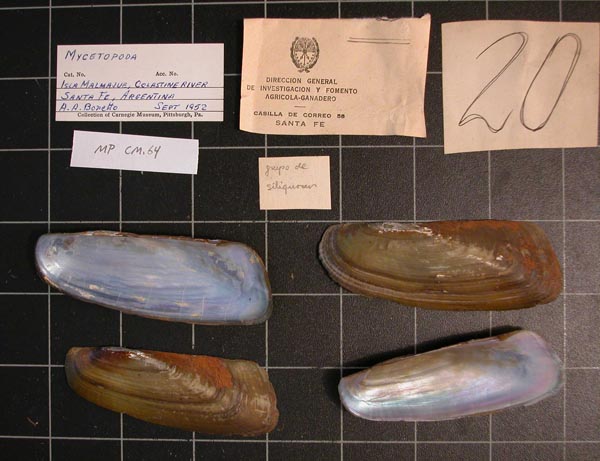 specimen