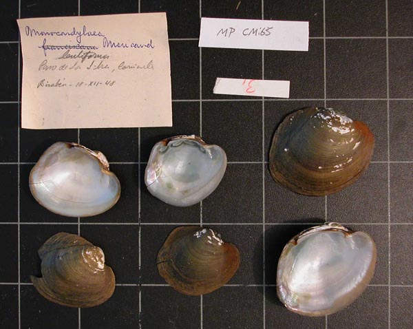 specimen