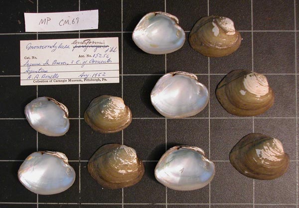 specimen