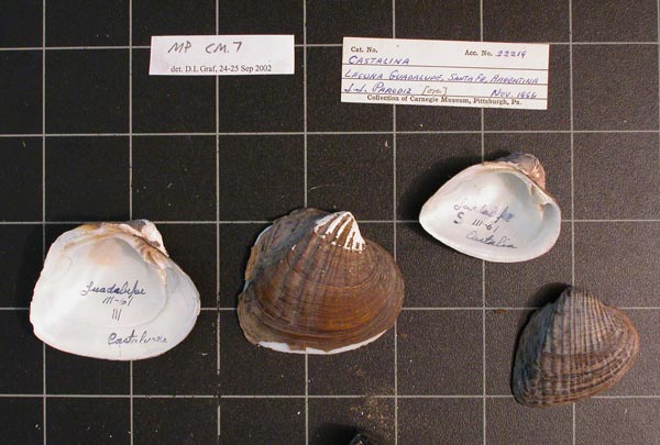 specimen