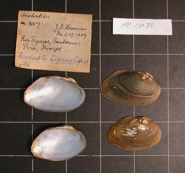 specimen