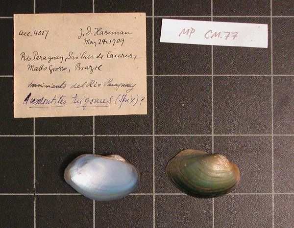specimen