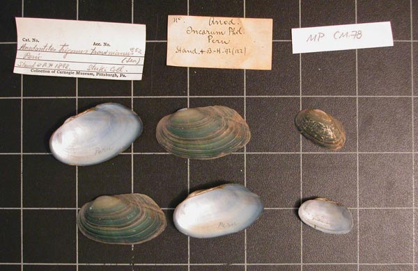 specimen
