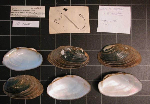 specimen