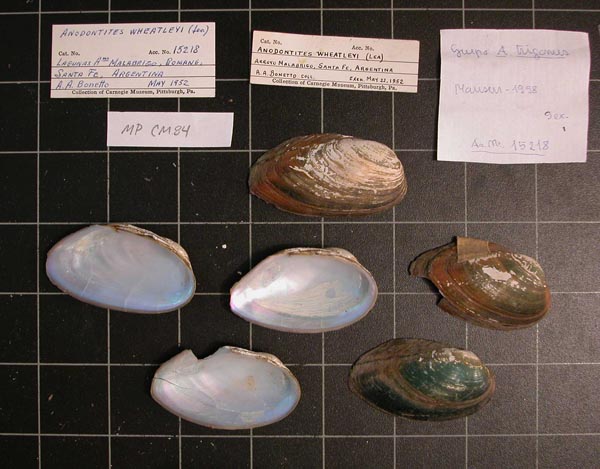 specimen