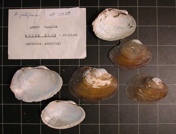 specimen