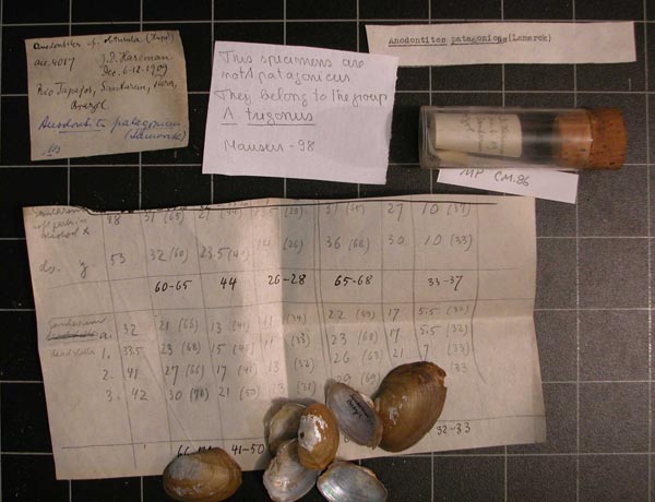 image of lot CM_MP_86 image of lot CM_MP_86