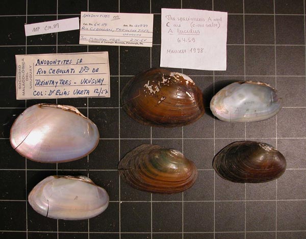 specimen