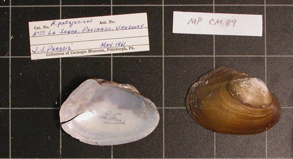 specimen