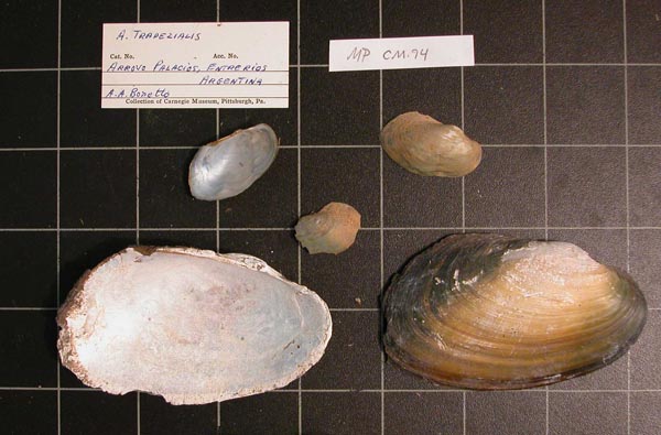 specimen