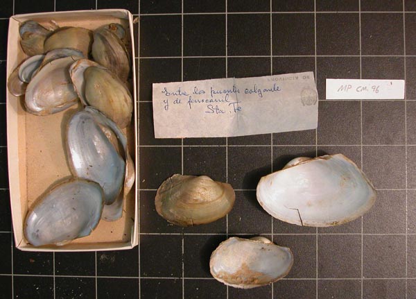 specimen
