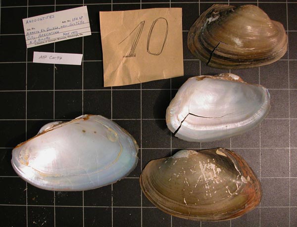 specimen