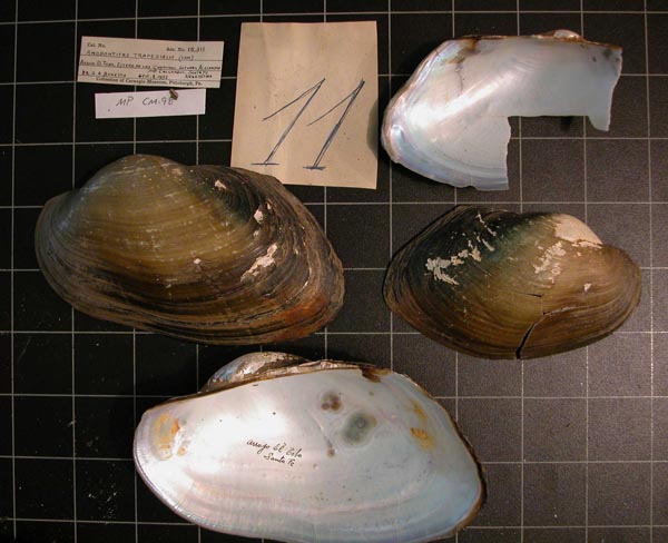 specimen