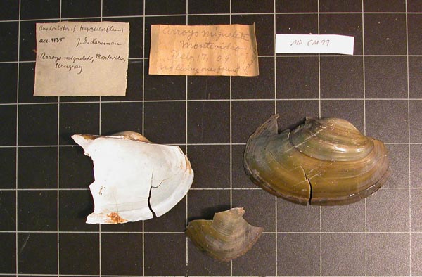 specimen