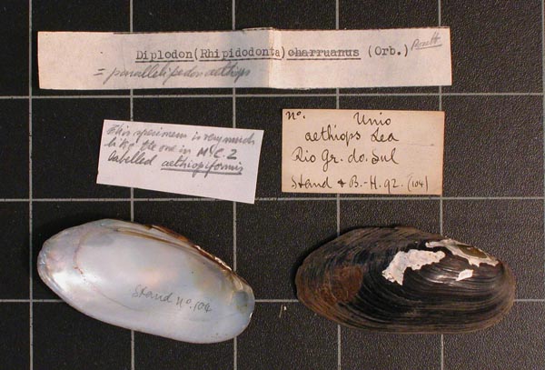 specimen