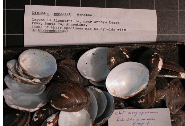 specimen
