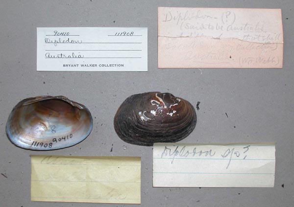specimen