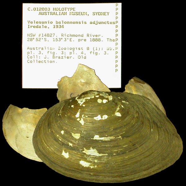 specimen