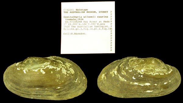 specimen