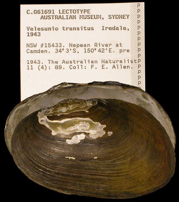 specimen