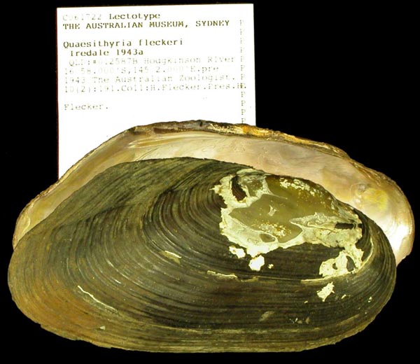 specimen