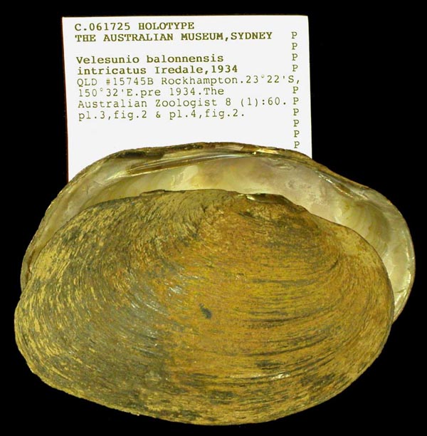 specimen